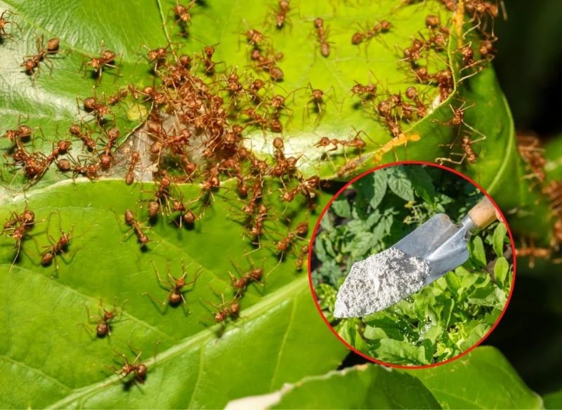 Mrówki potrafią być naprawdę uciążliwe
