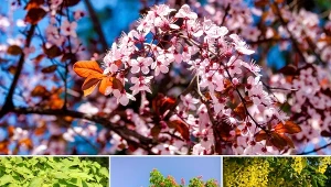 Kilka pomysłów na drzewa soliterowe w ogrodzie.