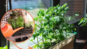 Wyjaśniamy, czym nawozić rozsady warzyw, by sadzonki były zdrowe i silne.