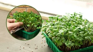 Mikrolistki zyskują coraz większą popularność.