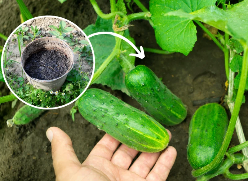 Wyjaśniamy, czym nawozić ogórki gruntowe