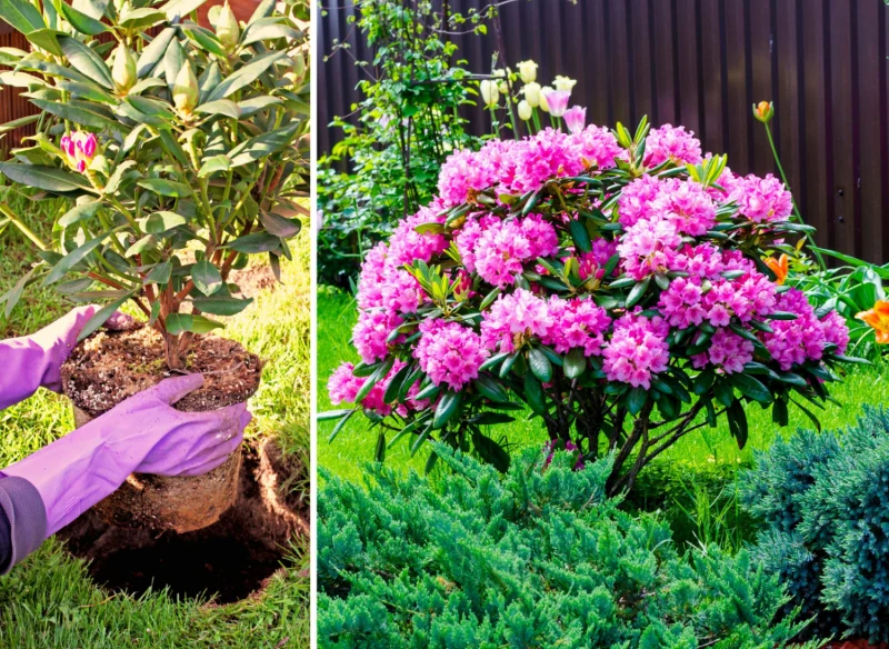 Wiosna to dobry czas na sadzenie rododendronów