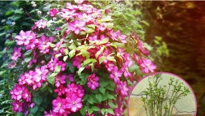 Clematisy można sadzić przez cały czas trwania sezonu wegetatywnego, od wiosny do jesieni.