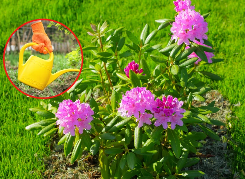 Rododendrony wymagają częstego podlewania i nawożenia