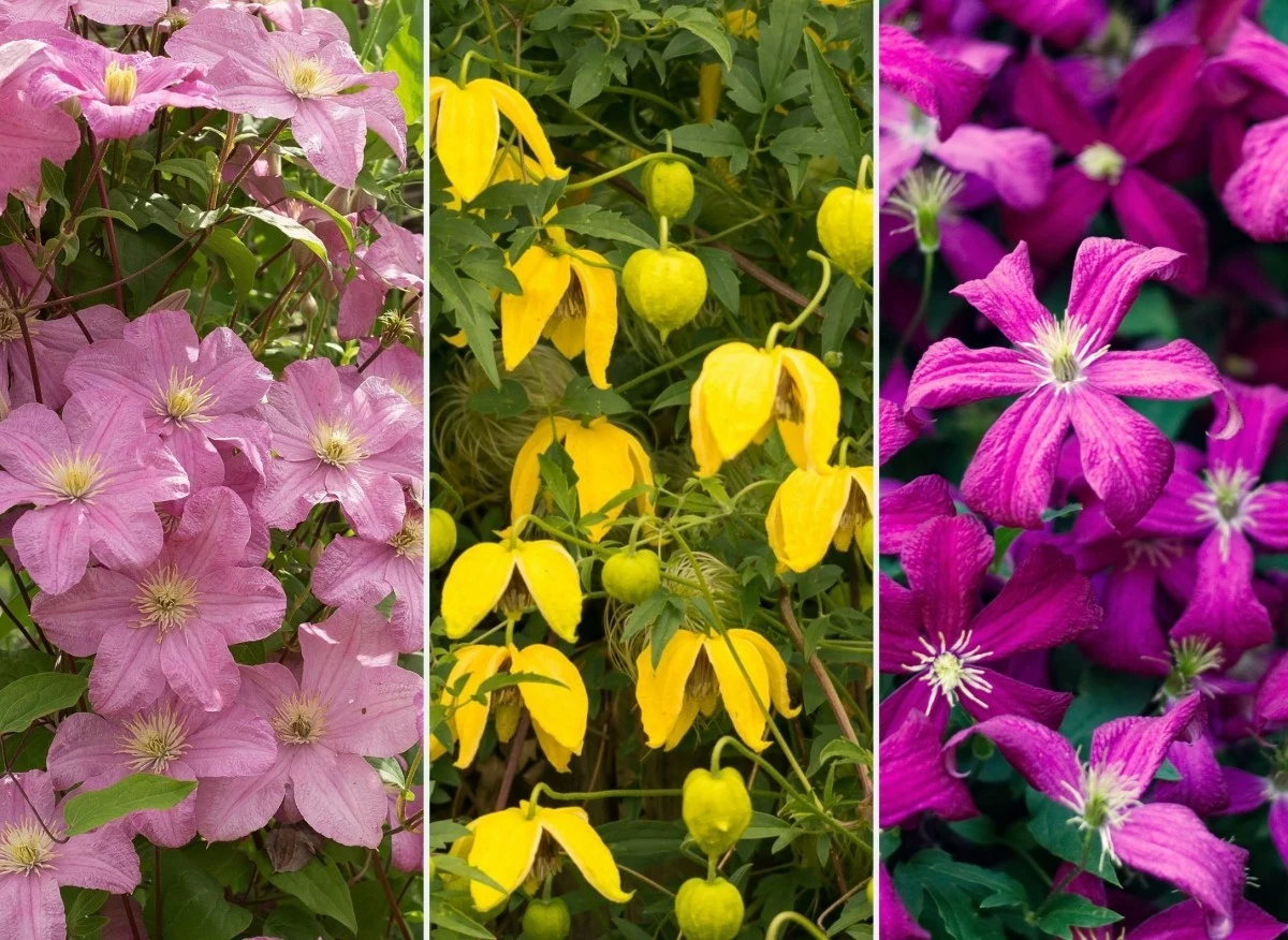 Powojnik niemal cały sezon ubarwia ogród swoimi przyciągającymi wzrok kwiatami