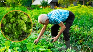 Wyjaśniamy, co sadzić obok ogórków, by zebrać obfite plony.