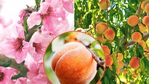 Brzoskwinie kolumnowe można posadzić nie tylko w ogrodzie, ale rónież na balkonie.