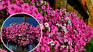 Wyjaśniamy, kiedy sadzić supertunię i jak ją pielęgnować.