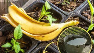 Wyjaśniamy, jak przygotować gnojówkę z bananów. Fot. 123RF.com/CanvaPro