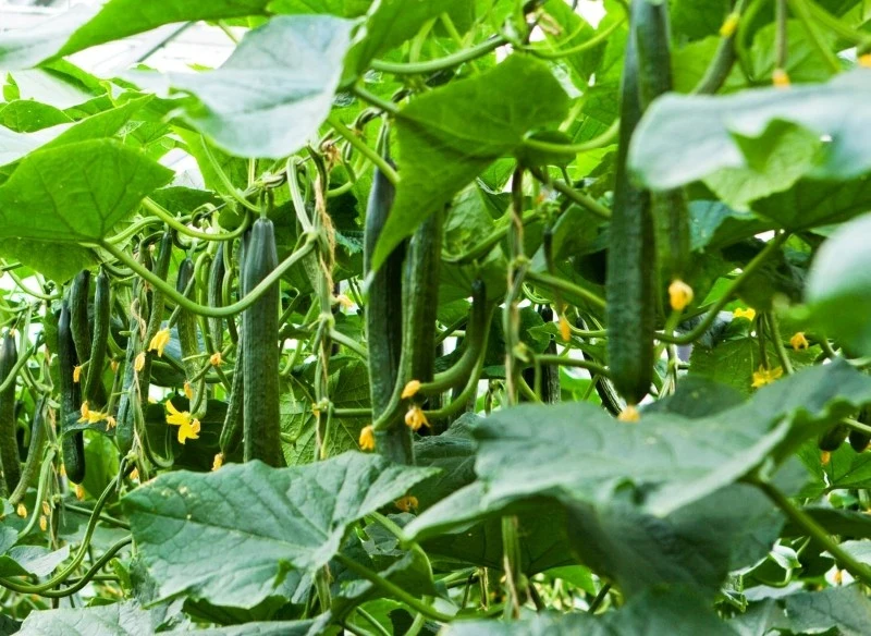Najlepszym momentem na wysiew ogórka szklarniowego jest koniec marca i początek kwietnia