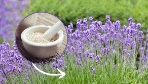 Podpowiadamy, jak przygotować domowy nawóz do lawendy, dzięki któremu roślina będzie pięknie kwitła.