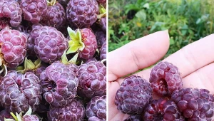 Wyjaśniamy jak uprawiać nietypową, fioletową malinę.  Fot. Instagram: bettinakbh; korpikuusentila