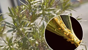 Oleander jest barwną ozdobą ogrodu czy tarasu, ale wymaga odpowiedniej pielęgnacji.