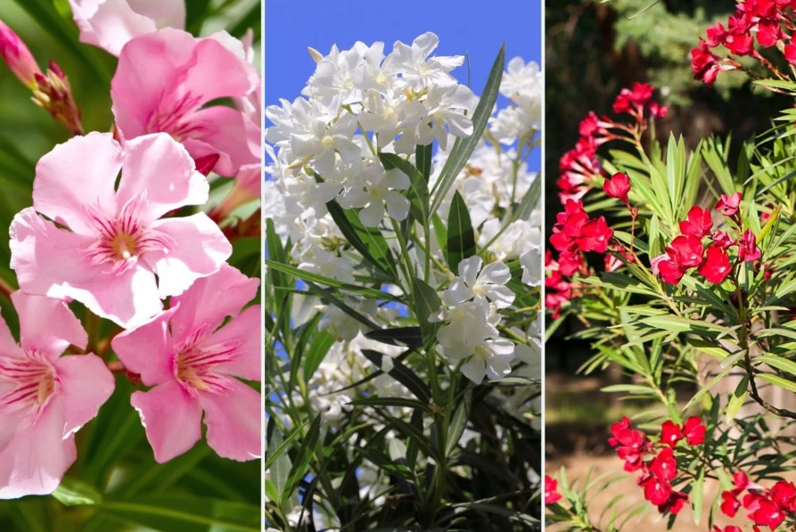 oleander