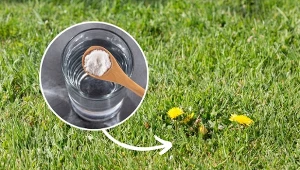 Jak pozbyć się chwastów na trawniku bez chemii? Poznaj naturalny sposób.