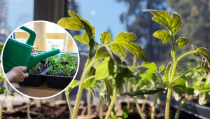 Wyjaśniamy, jak przyśpieszyć wzrost sadzonek pomidorów. Fot. 123RF.com/Canva Pro