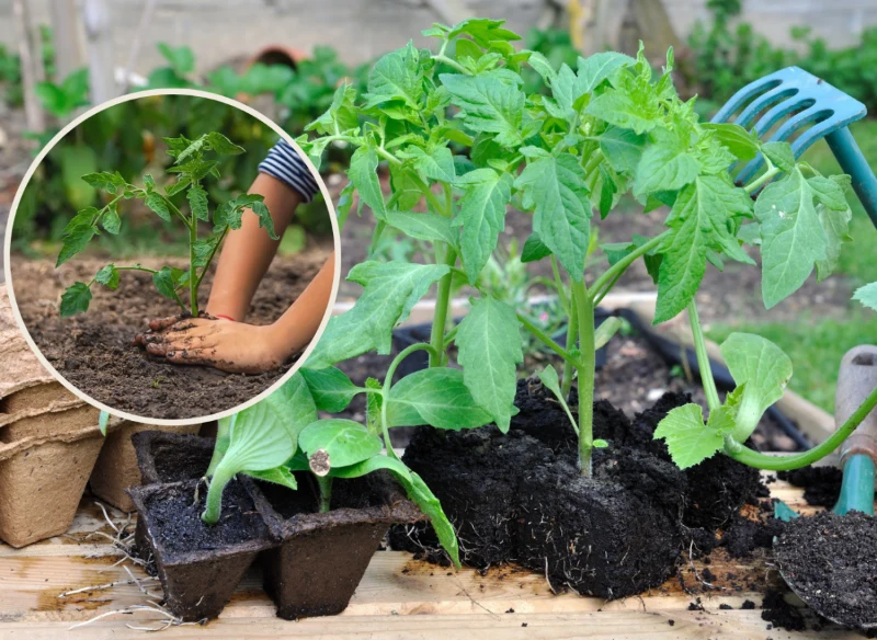 Wyjaśniamy, jak zahartować rozsadę