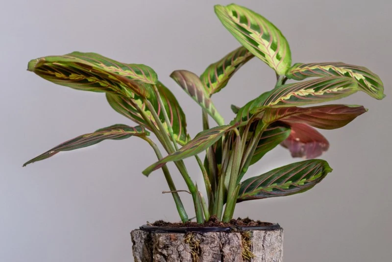 Ten przepiękny kwiat o wzorzystych liściach nie jest łatwy w uprawie