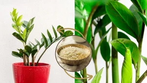 Wypróbuj domową odżywkę na wzrost do zamiokulkasa.