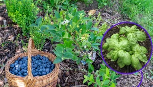 Wyjaśniamy, co posadzić obok borówki amerykańskiej w ogrodzie. Fot. 123RF.com/CanvaPro