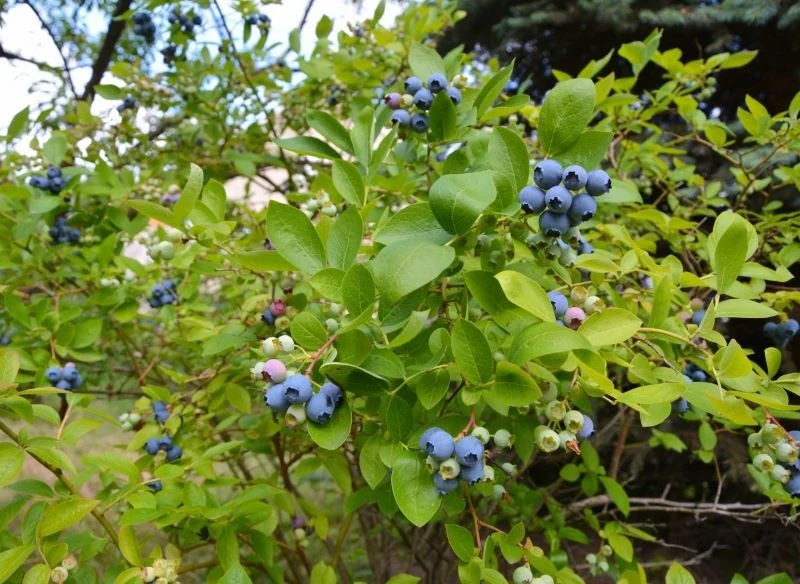 Obok borówki możemy posadzić zioła np