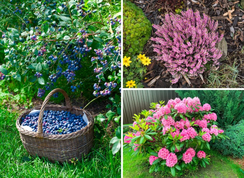 Przy borówkach w ogrodzie warto posadzić rośliny kwasolubne