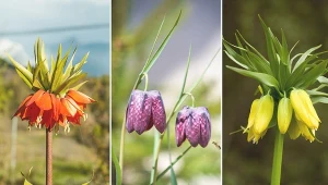 Szachownica jest rośliną nie tylko bardzo atrakcyjną wizualnie, ale też łatwą w uprawie.