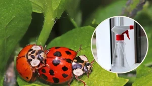 Wyjaśniamy, jak odstraszyć biedronki azjatyckie z domu i ogrodu. Fot. CanvaPro