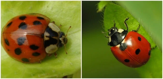 Z lewej: biedronka azjatycka, z prawej: biedronka siedmiokropka