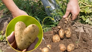 Sprawdź, kiedy i jak sadzić ziemniaki.