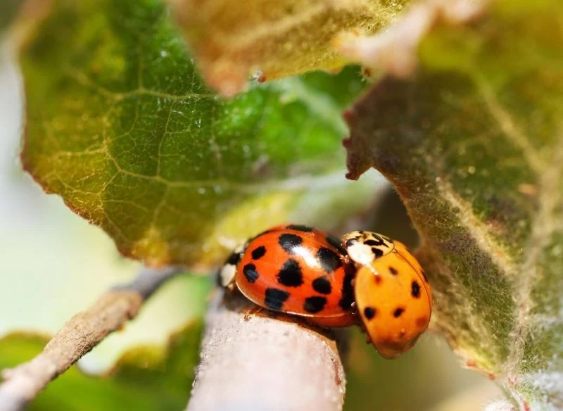 Ugryzienie biedronki alergicznej może spowodować reakcję alergiczną