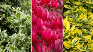 Sprawdź, jak uprawiać trzmielinę i dlaczego warto ją mieć w swoim ogrodzie.