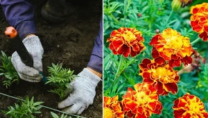 Aksamitki to jedne z najpopularniejszych kwiatów uprawianych w ogrodzie.