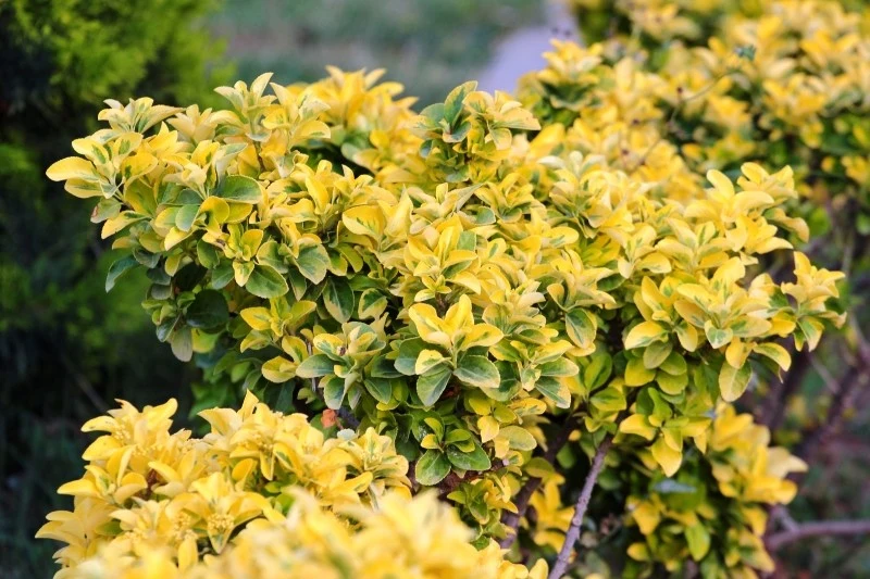 Trzmielina jest rośliną łatwą w pielęgnacji, która ma wiele zastosowań w ogrodzie i na zielonych przestrzeniach