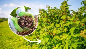 Ściółkowanie malinowe to ważny zabieg, który pozwala stworzyć komfortowe warunki dla rozwoju krzewu.