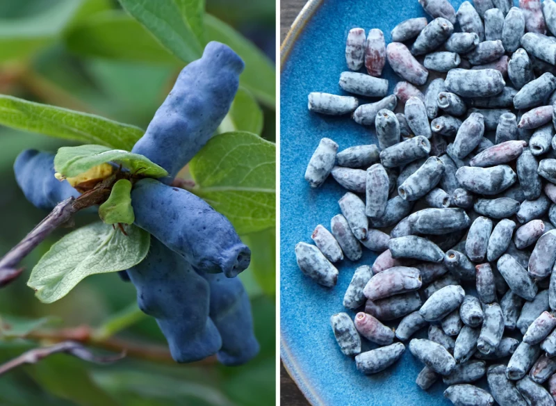 Wyjaśniamy, jak uprawiac jagodę kamczacką i jakie odmiany warto posadzić w swoim ogrodzie