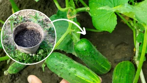 Wyjaśniamy, czym nawozić ogórki gruntowe. Fot. 123RF.com/CanvaPro