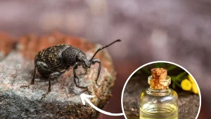 Sprawdź, jak wyglądają opuchlaki i jak je zwalczyć w swoim ogrodzie.