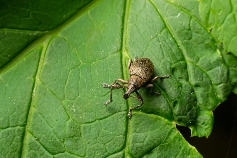 Opuchlaki żerują głównie nocą