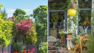 Szybko rosnące rośliny do donic na taras będą odpowiednie dla osób, które nie chcą czekać na spektakularne efekty latami.