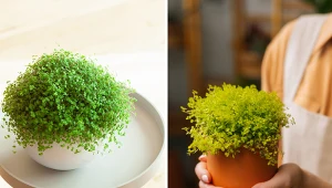 Wyjaśniamy, jak uprawiać roślinę nazywaną chłopięcą główką. Fot. 123RF,com