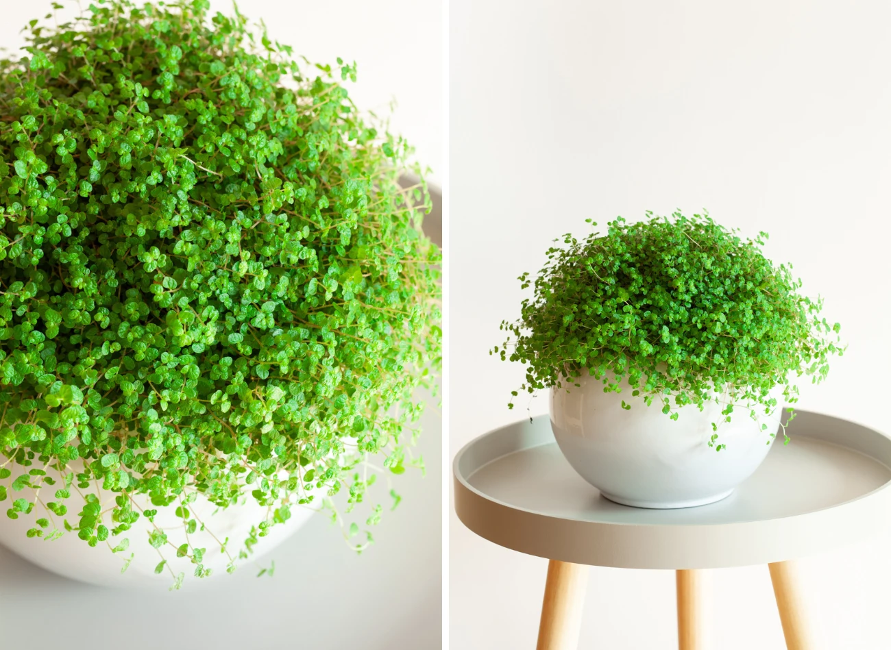 Soleirolia ze względu na kształt liści i pokrój nazywana jest chłopięcą główką