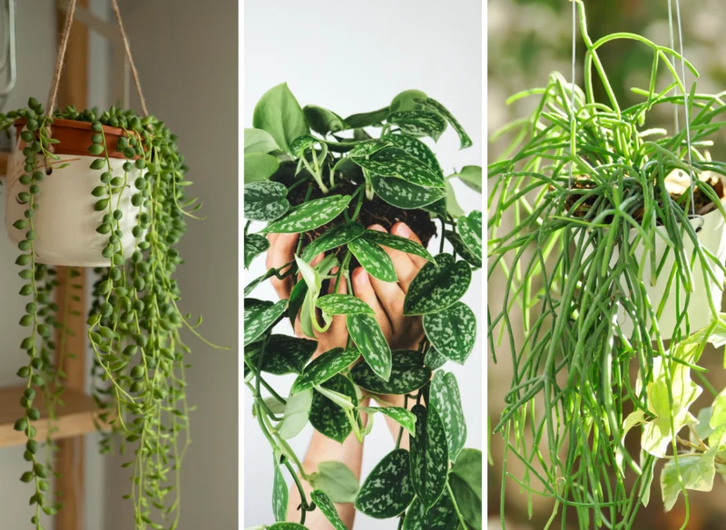 Zobaczcie, jakie wiszące kwiaty doniczkowe sprawdzą się w każdym wnętrzu