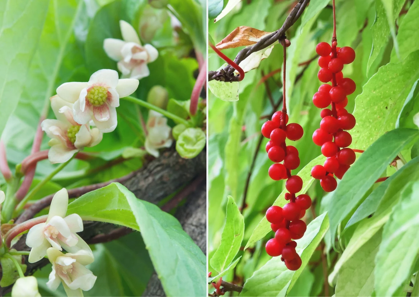 Cytryniec chiński to jeszcze mało znane w naszym kraju pnącze, które pod koniec lata wytwarza czerwone owoce znane od tysiącleci ze swoich właściwo...