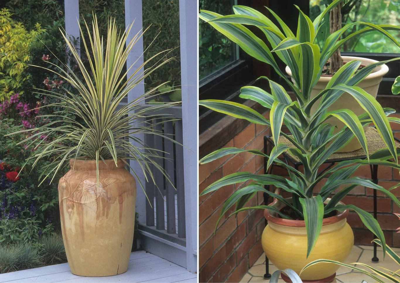 Warunki uprawowe wszystkich odmian dracen są podobne