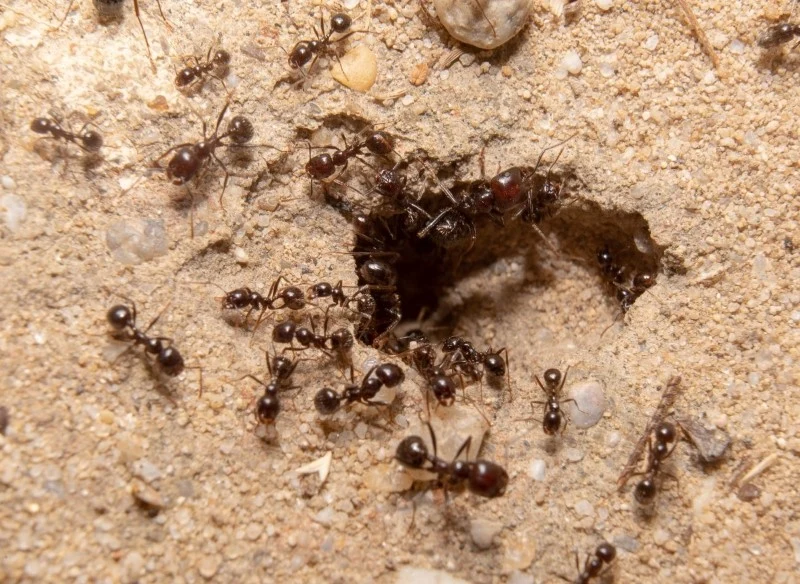 Mrówki w ogrodzie mogą narobić niemało szkód