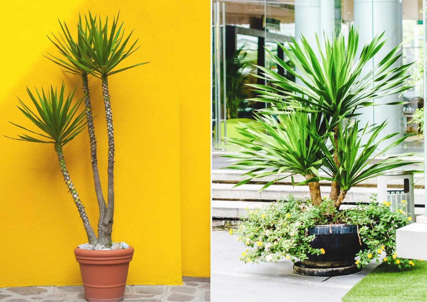 Szorstkowiec Fortunego (Trachycarpus fortunei) to mało wymagający gatunek palmy