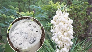 Juka ogrodowa wygląda imponująco - może osiągnąć dwa metry wysokości.