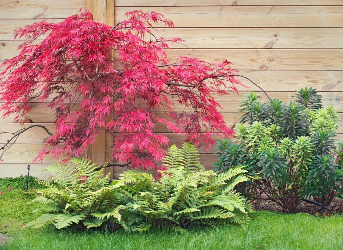 Klony japońskie to oryginalne kilkupniowe drzewa