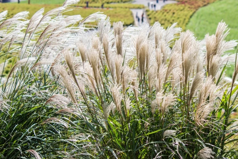 Miskant chiński „Malepartus” (Miscanthus sinensis „Malepartus”) jest jedną z najwyższych i najwcześniej kwitnących odmian miskantów